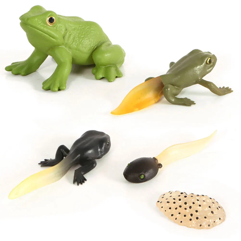 

1Set Frog Evolution Display Decorative Home Hotel Desktop Growth Stage Educational Prop Tadpole Ornament Decoration