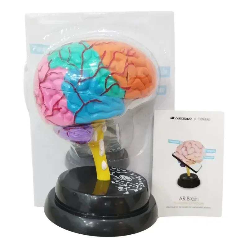 Medical Science Human Detachable Assemble Biological Study 3D Brain Anatomical Model With AR Animation APP Learning Function