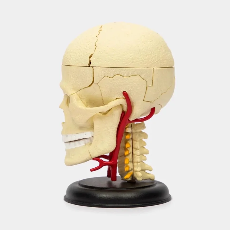 4D الإنسان كرنيا العصب الجمجمة نموذج التشريح التشريحي الطبي للطلاب تعليم لغز تجميع نموذج