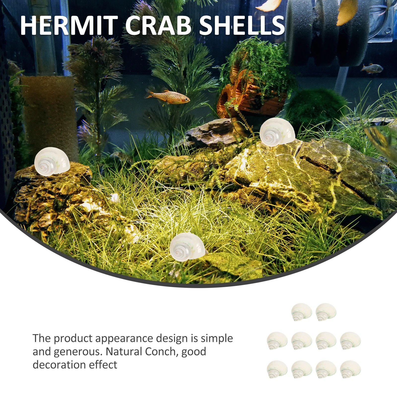 

10Pcs Natural Conch Hermit Crab Shells Fish Tank Conch Decor Aquarium Shells Landscape Decoration Natural Shell Decor
