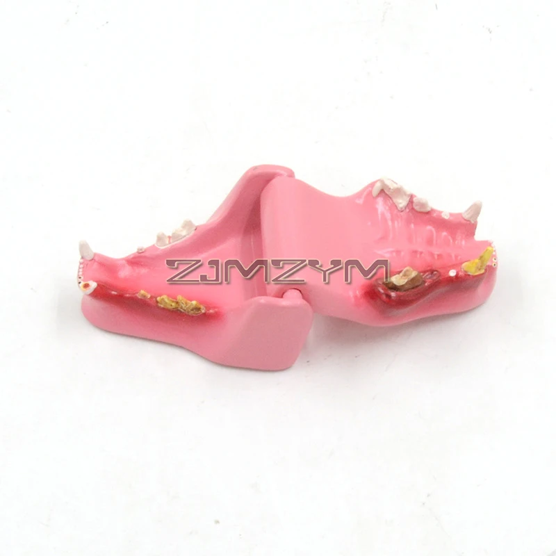 Normal Health and Infected Pathological Teeth Model - Canine and Cat Teeth Model - for Veterinary Office