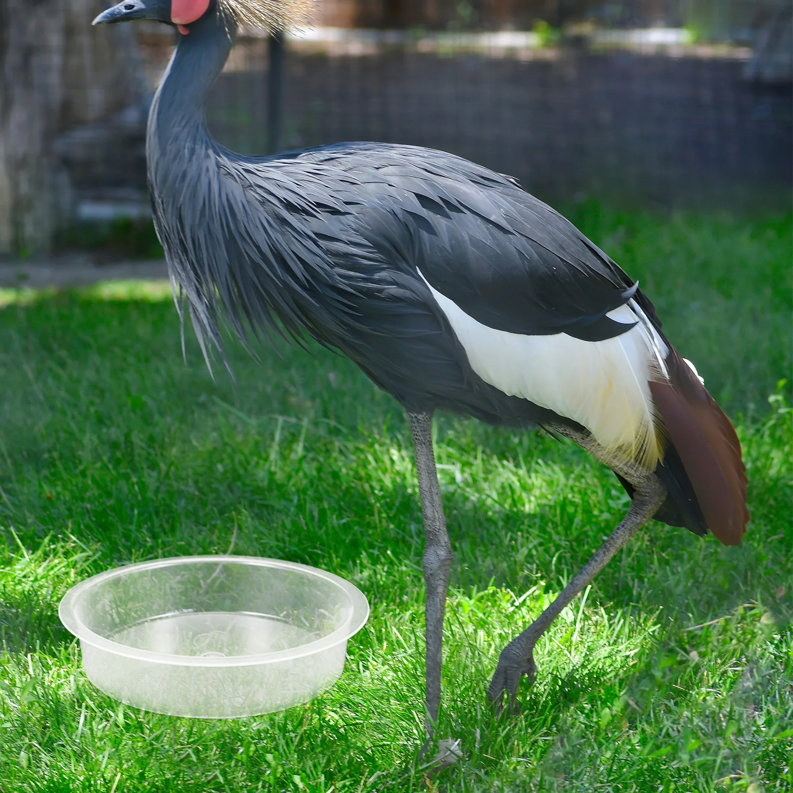 

2 Pcs Bird Feeder Water Tray Accessories Outdoor Food Bowl Cage Dish for Birds The