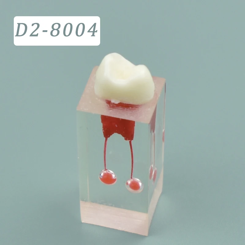 Dental Resin Root Canal Teaching Practice Mode Dental Pulp Training Module Dental Teaching Display