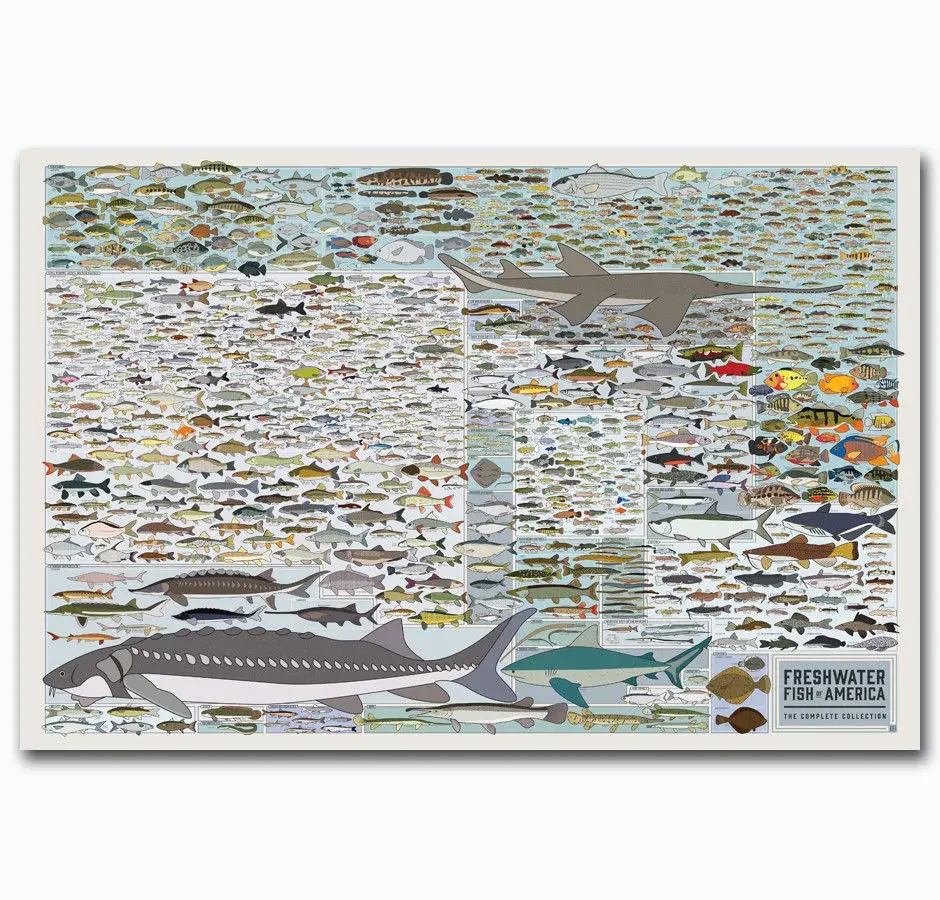 Hot New Chart Pop Fresh Water Fish Of Am-Silk Art Poster Wall Sticker Decoration Gift