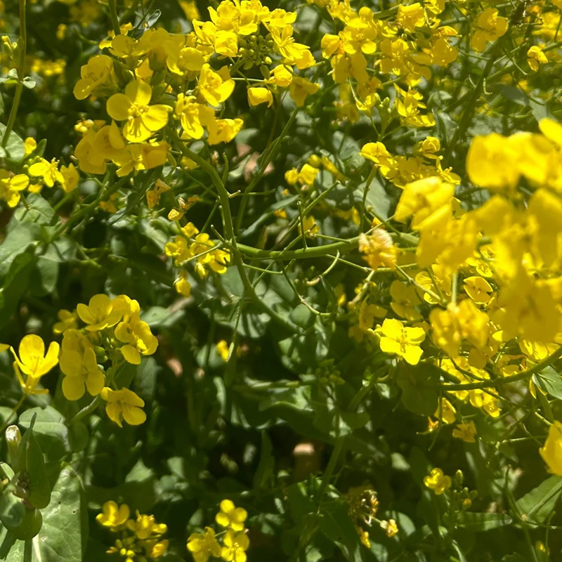 

Micro Frozen Meat Slicer Cooked Beef Pork Meat Breast Slicer Sausage Slicing machine