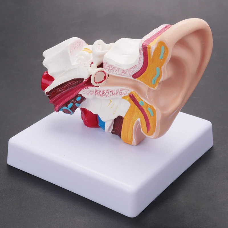Modèle d'anatomie d'oreille humaine montrant la structure des organes, fournitures fuchsia, oreilles centrales et externes, 1.5 fois