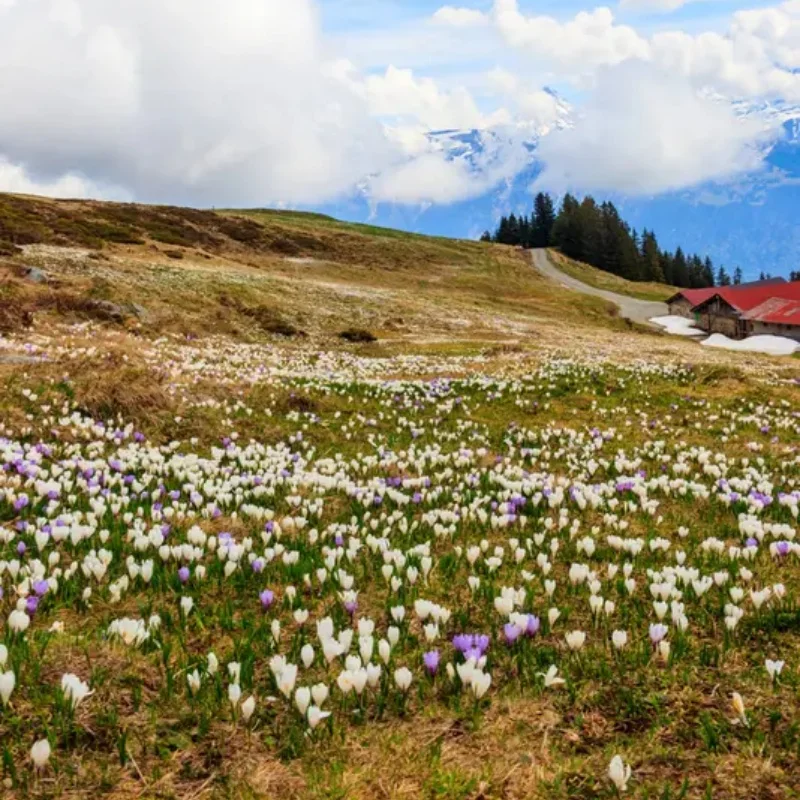 

JX Servo PDI-HV2512MG Digital Servo-25g,12KG Torque, Metal Gear, for WLtoys RC Cars, Crawlers, Trucks & Robotics Upgrade Parts