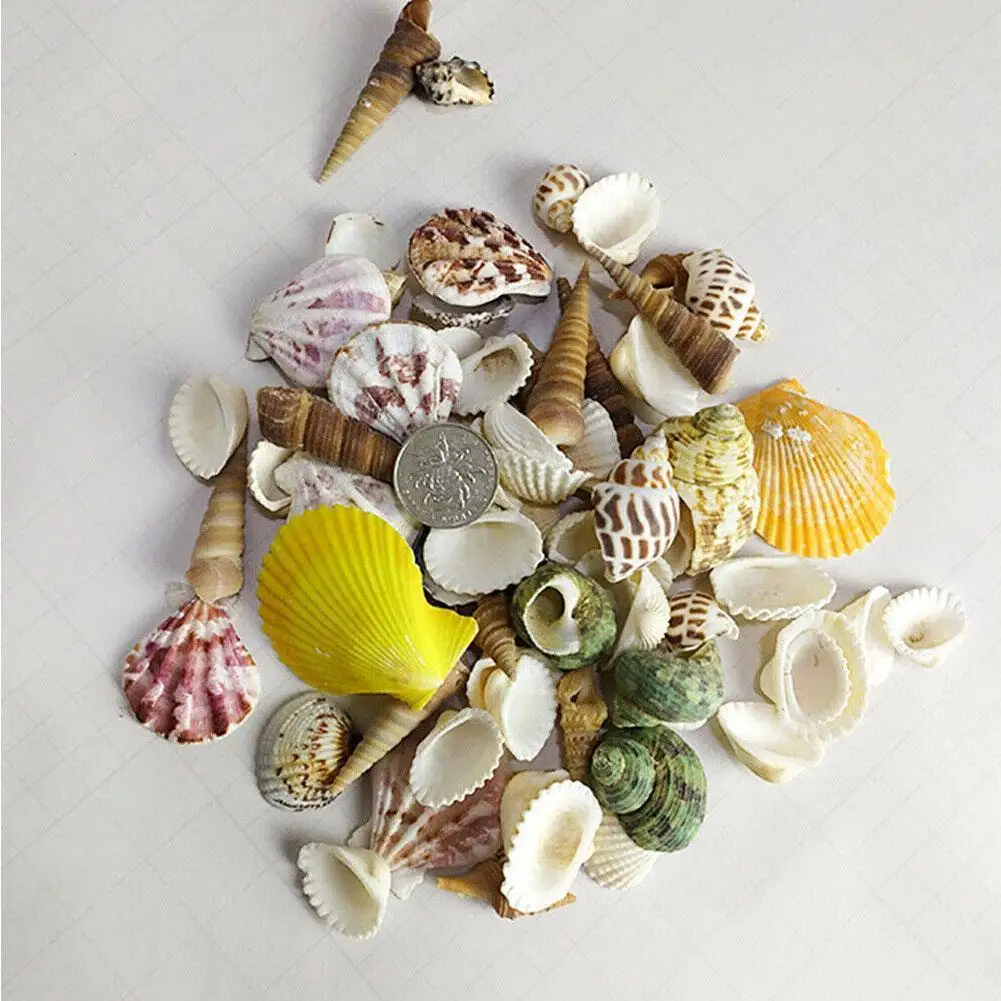 100 gr/beutel Gemischte Meer Strand Muscheln Handwerk Muscheln Mini Natürliche Muschel Mais Schraube DIY Aquarium Landschaft Dekor Foto Requisiten – Detail 10