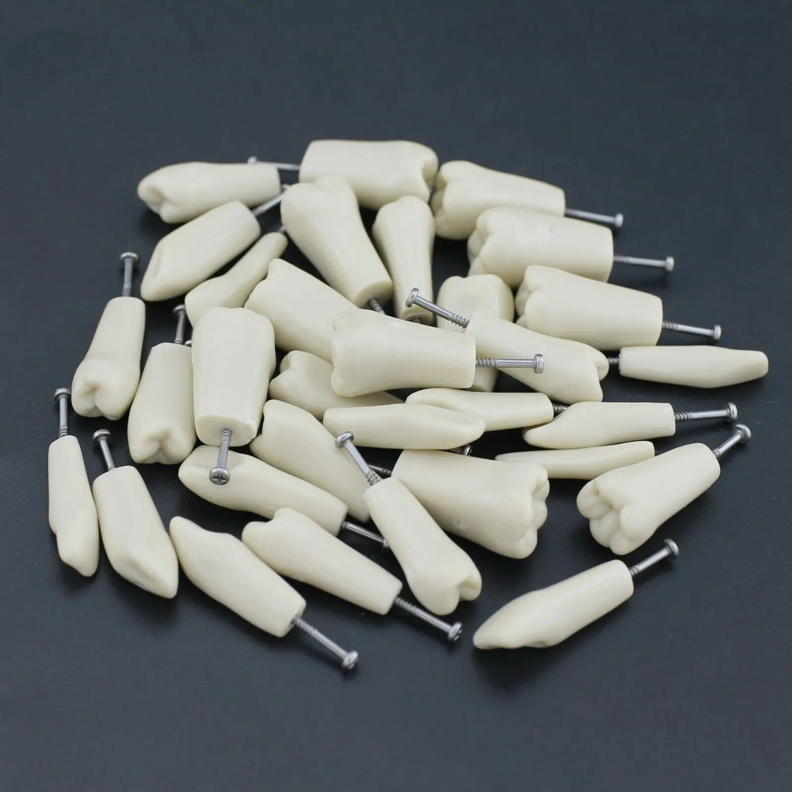 10pc/lot Dental Replacement Teeth Model Fit Columbia 860 Type Typodont for Study Practice Exam