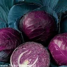 Red cabbage Rufus seeds 2g more than 600 seeds