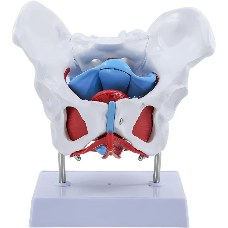 

Анатомическая модель женского таза в натуральную величину, тазовое дно, 4 съемных деталей, репродуктивные органы, медицинское учебное пособие