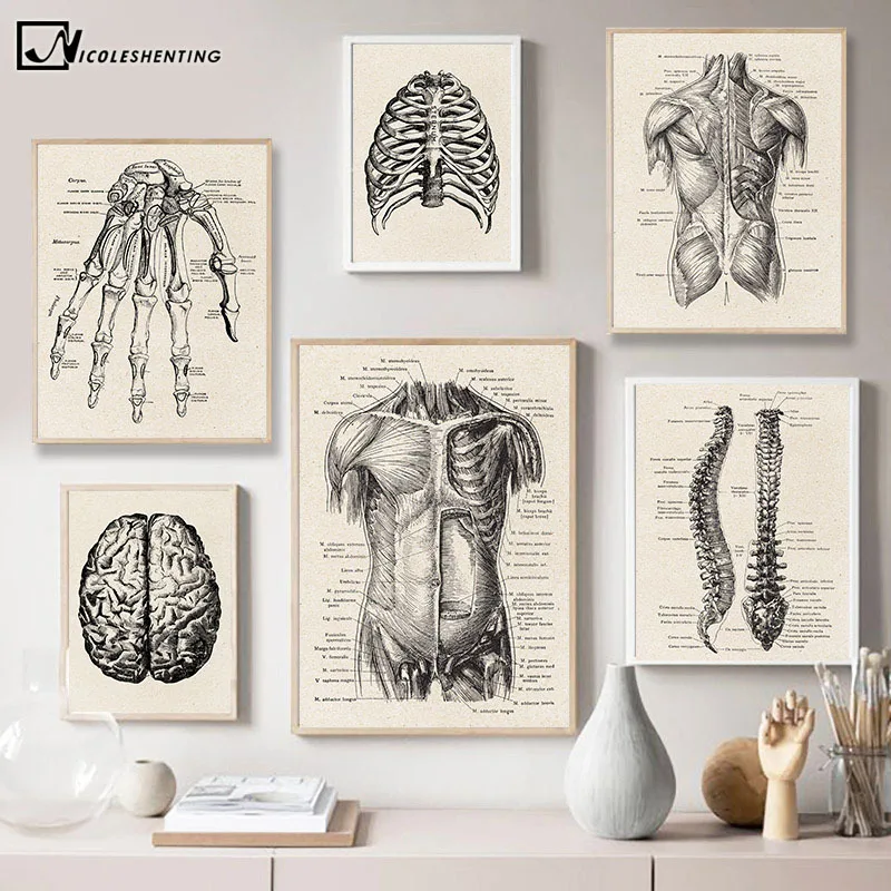 Medical art hanging paintings human internal organs bones and muscles retro style home decoration canvas painting