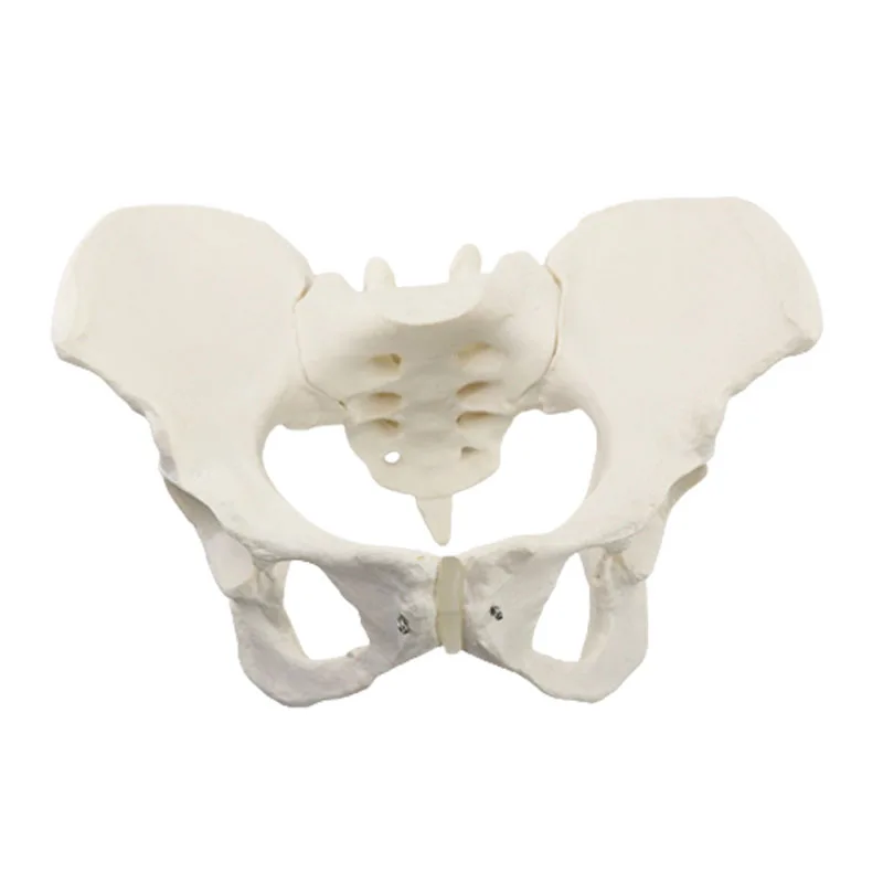 

Female Pelvis Model Human Skeleton Model Specimen Hip Skeleton Anatomy Pelvic Floor Muscles Medical Tool