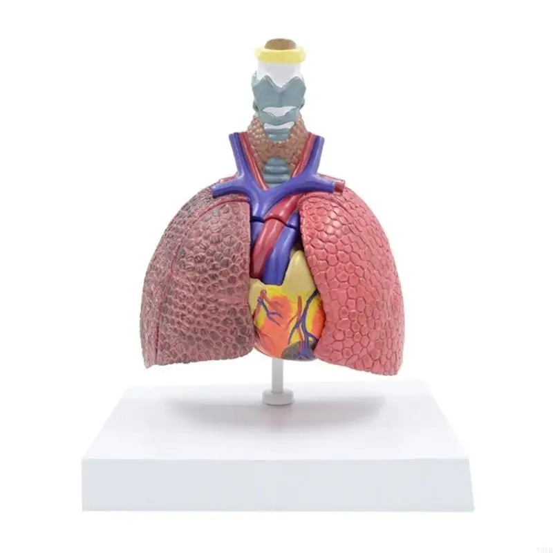 Il modello anatomico polmonare Y5LB mostra i dettagli del sistema respiratorio, della tiroide, del cuore e dei polmoni