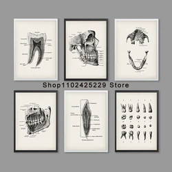Dental Anatomy Posters Dentistry Art Dentist Office Decor Orthodontist Gift Dental Clinic Wall Decor Dental School Education