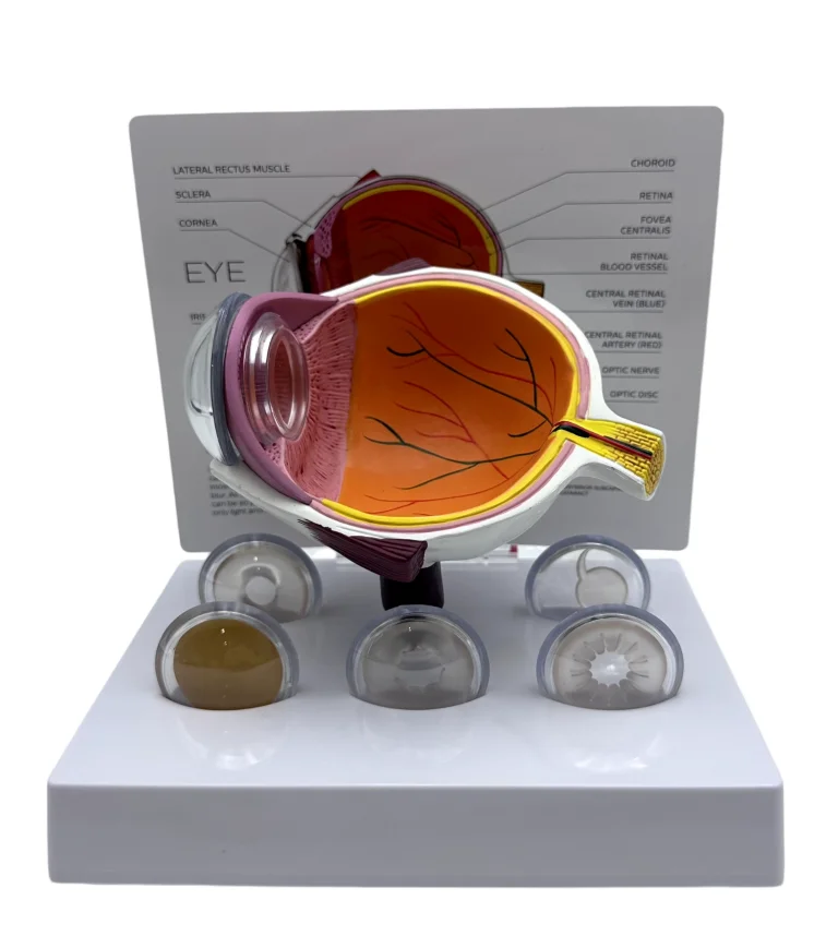 Eyeball Model Anatomical Eye Model IE-02 Medical Learning and Teaching Instrument Medical Science Teaching Resources