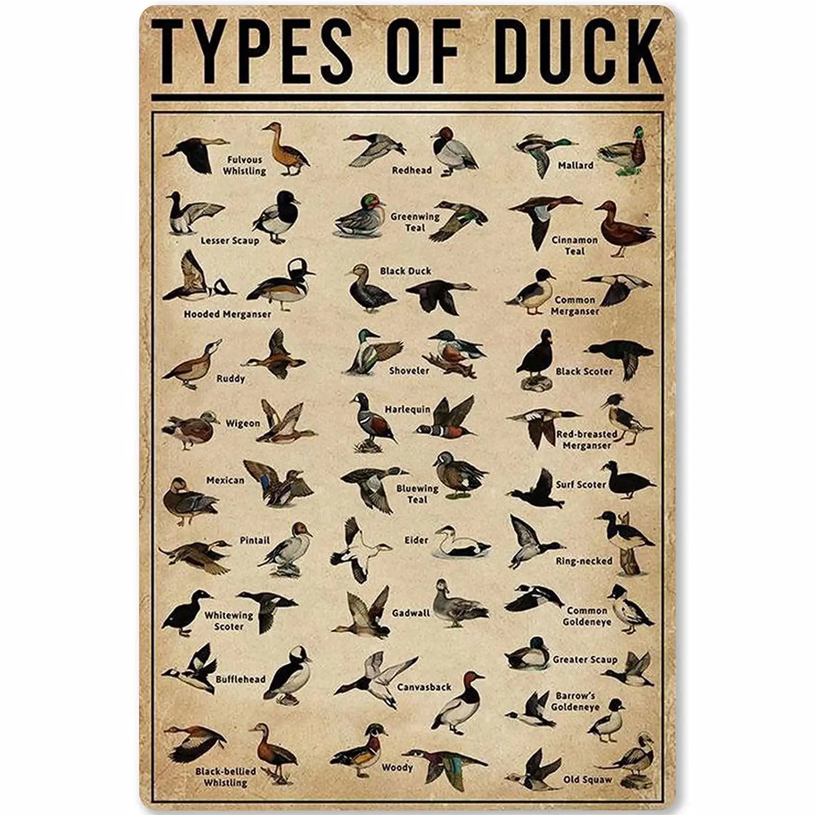 Veidsuh Types of Duck Metal Tin Sign Metal Poster Coffee Shop Bar Club Living Room School Wall Personalized Home Art Wall Decora