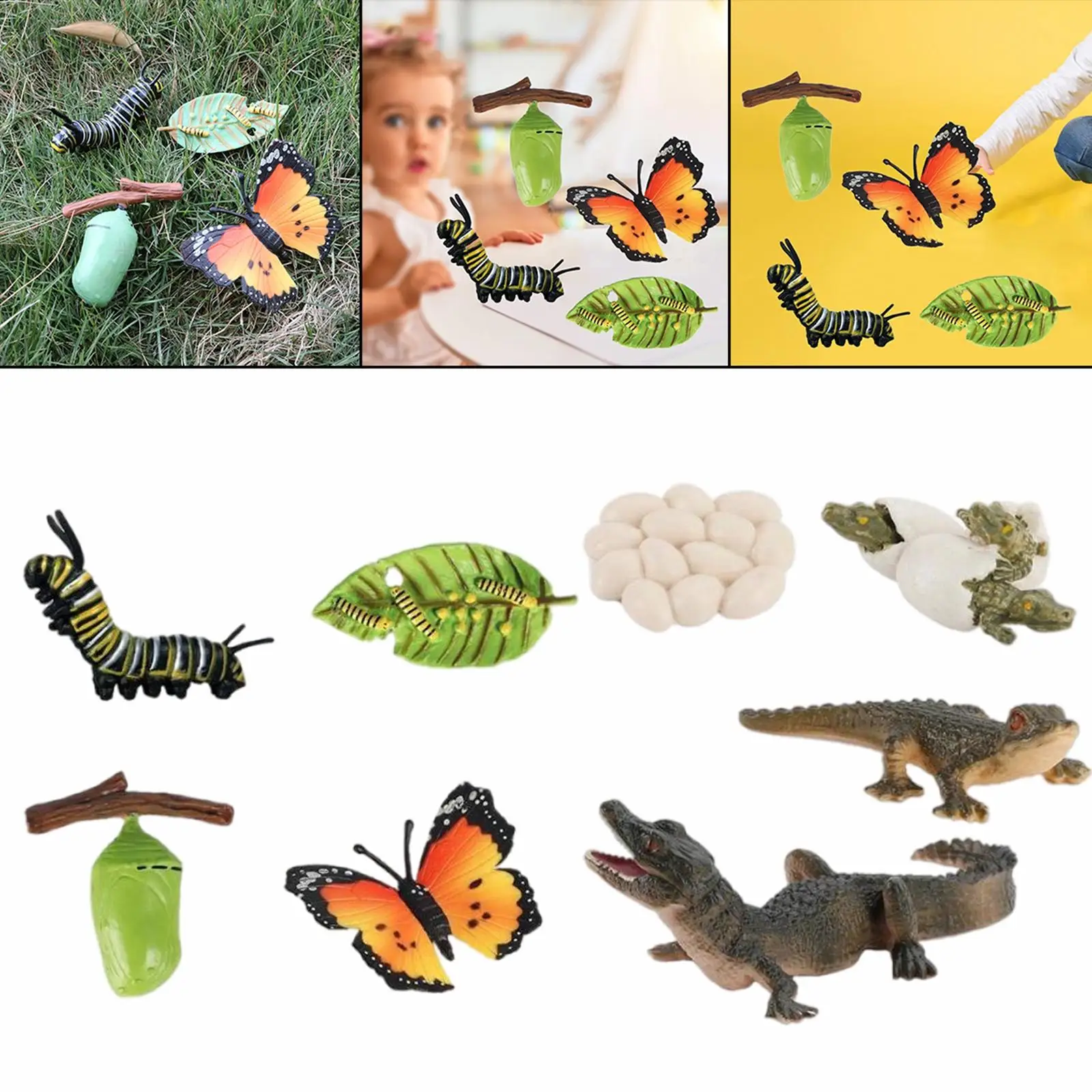 2/set Animal Growth Life Cycle Education Development Imagination Biology Classroom Toys Props