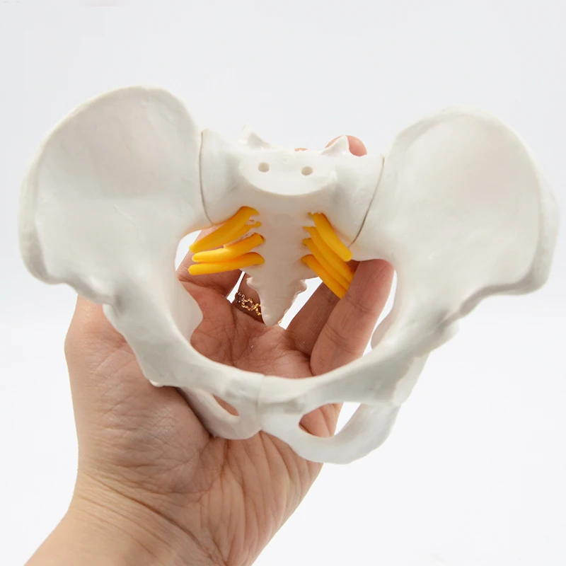 Mini Pelvis Model Human Skeleton Model Specimen Hip Skeleton Anatomy Medical Tool school Used