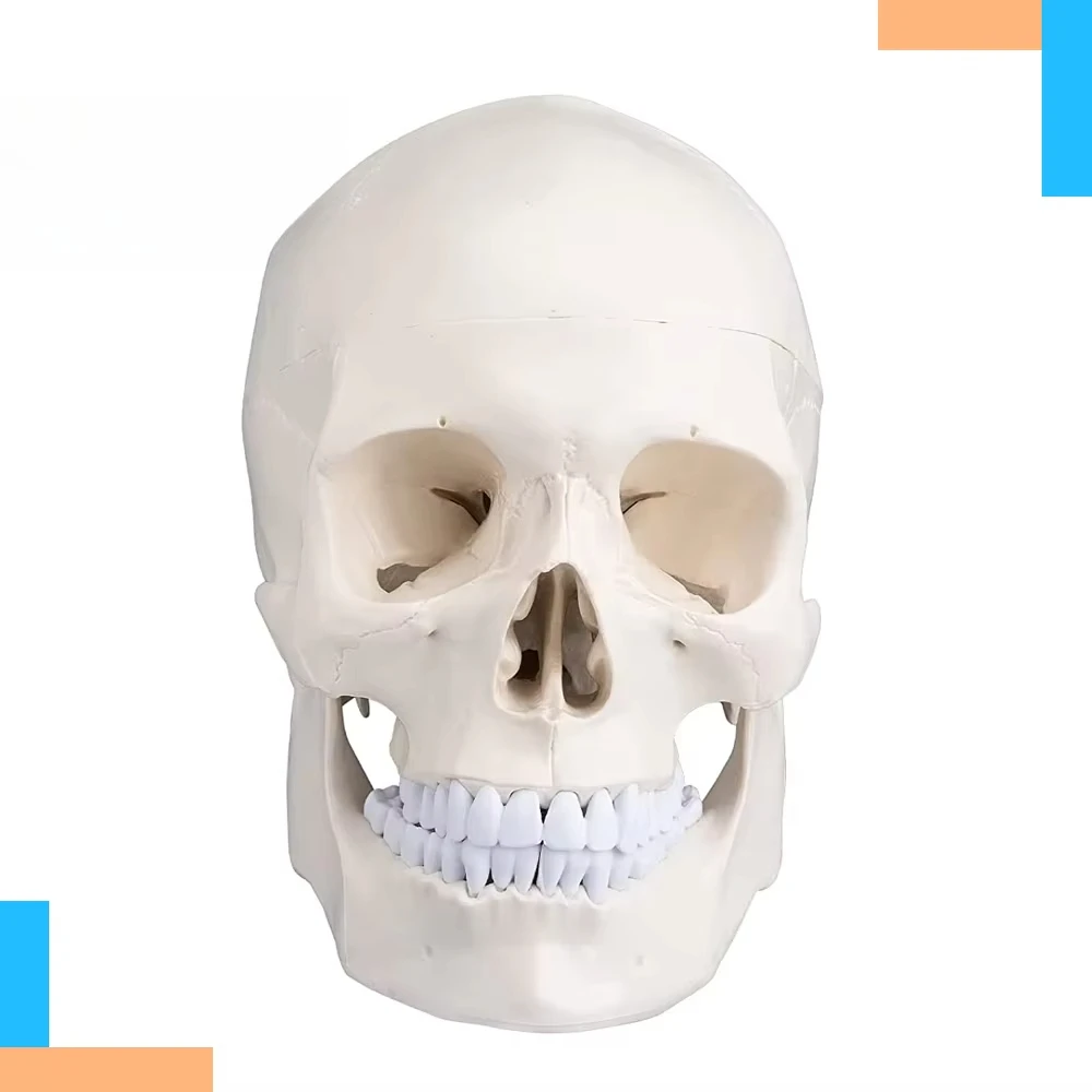 Orthopaedics Demonstration Medical Teaching Model PVC Human Size Skull in Bone Color Anatomical Model Generation