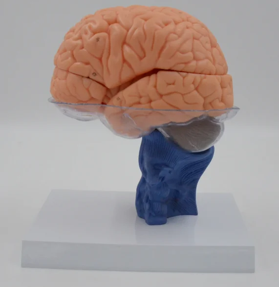 

Brain Anatomy Model 15 Parts Medical Science Human Cerebri Anatomical Simulator Teaching Aids for Medicine College Biology and H