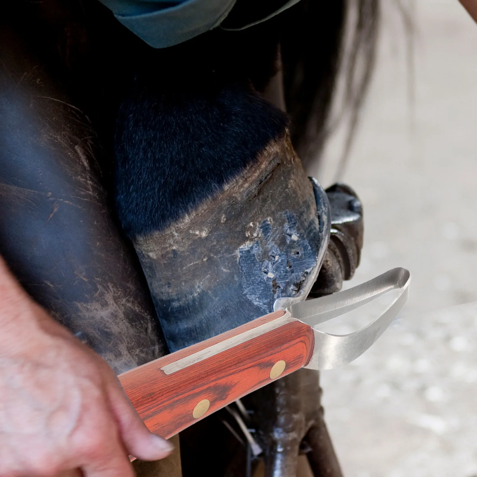 

Professional Hoof Cutter Manganese Steel Peach Wood Handle Ergonomic Wear-Resistant Farrier Tool For Goat Horse Trimming