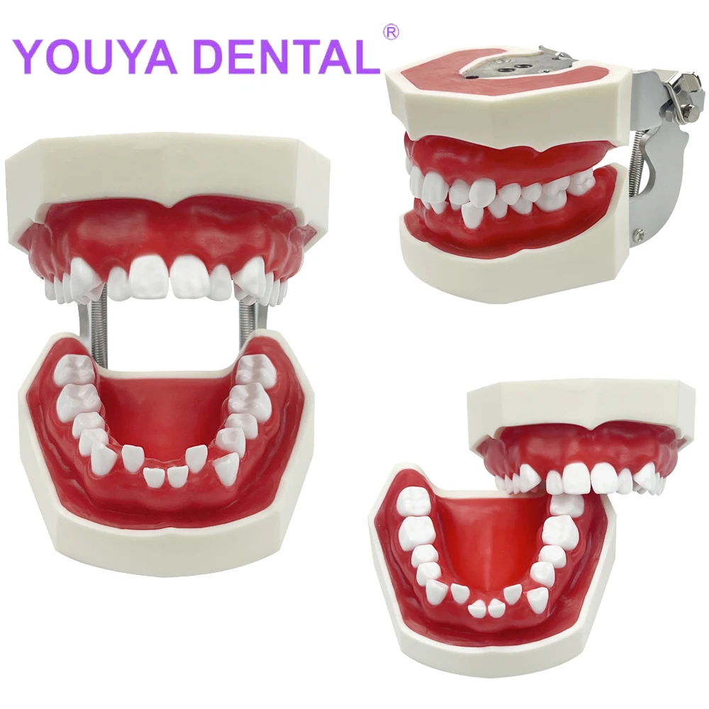 1Pcs Dental Orthodontic Practice Model Teeth Model Typodont with Red Wax Gum for Dentist Patient Teaching Study Communication