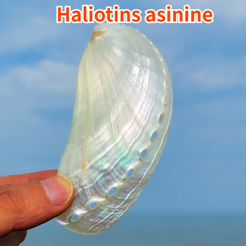 Haliotins Asinine Natural Conch Shell Specimens Fish Tank Scenery Starfish Specimens Collection New Zealand Abalone Shells