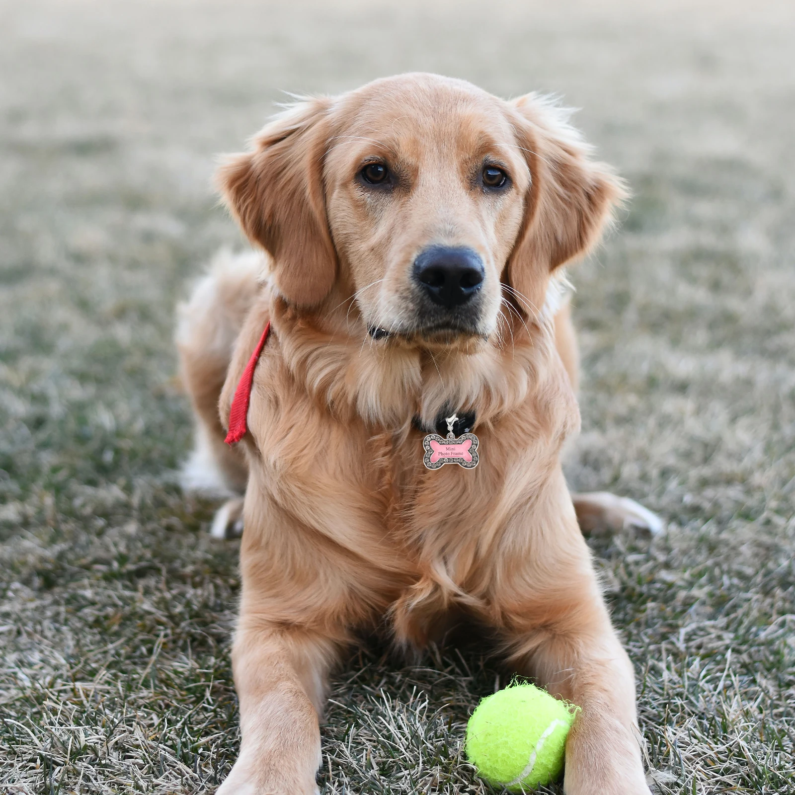 

2Pcs Pet Id Tags Stainless Shape Dog Tag Cat Tag Anti-Lost Engraved Name Phone Number Dog Tags Pet Supplies