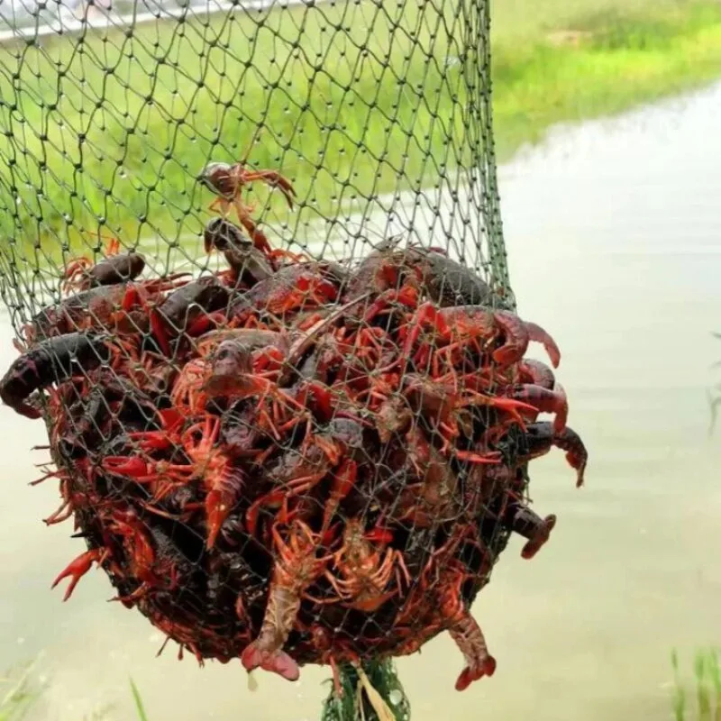 

Shrimp Cage Fishing Net Fish Net Thickened Lobster Ground Net Cage Fishing Special Folding Fish Cage Shrimp Net