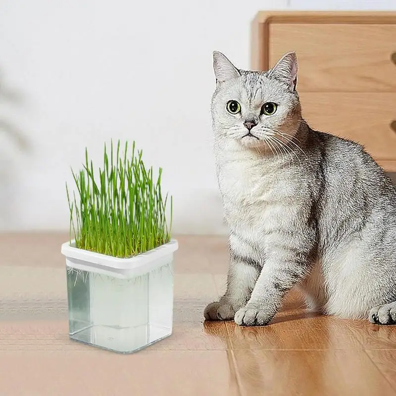 Cat Grass Planter Hydroponic Cat Grass Sprouting Trays For Sprouts Hydroponic Cat Grass Planter Tray Transparent Sprouting Trays