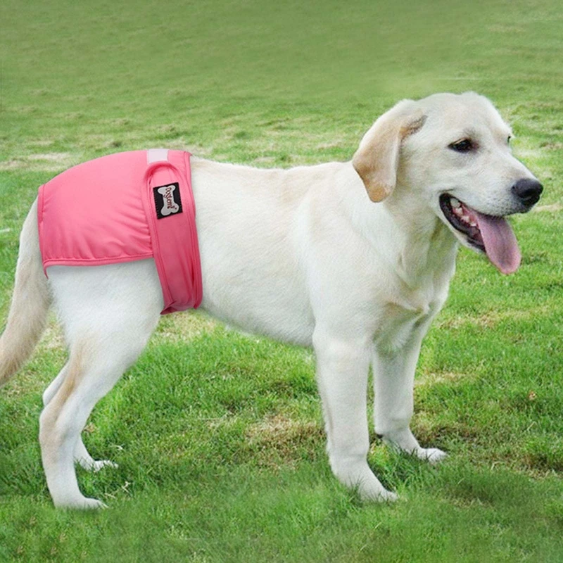 Culotte hygiénique, short, cadeau, couche lavable et étanche pour chien, respirante en chaleur