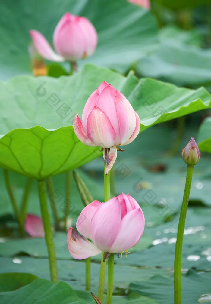 

1 set 158mm 1/8 1/10 Short Course Truck Tire Tyre with 12mm 14mm 17mm Wheel Hex for Slash ARRMA SENTON HSP HPI RC Car