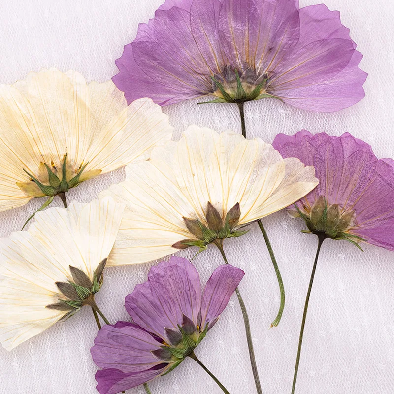 12 Stück, gepresste Gesang-Blume, echtes Trockenblumen-Zubehör für DIY-Lesezeichen, Gesichtsdekoration und handgefertigte Tropfkleber-Telefonhülle, Fotorahmen – Detail 4