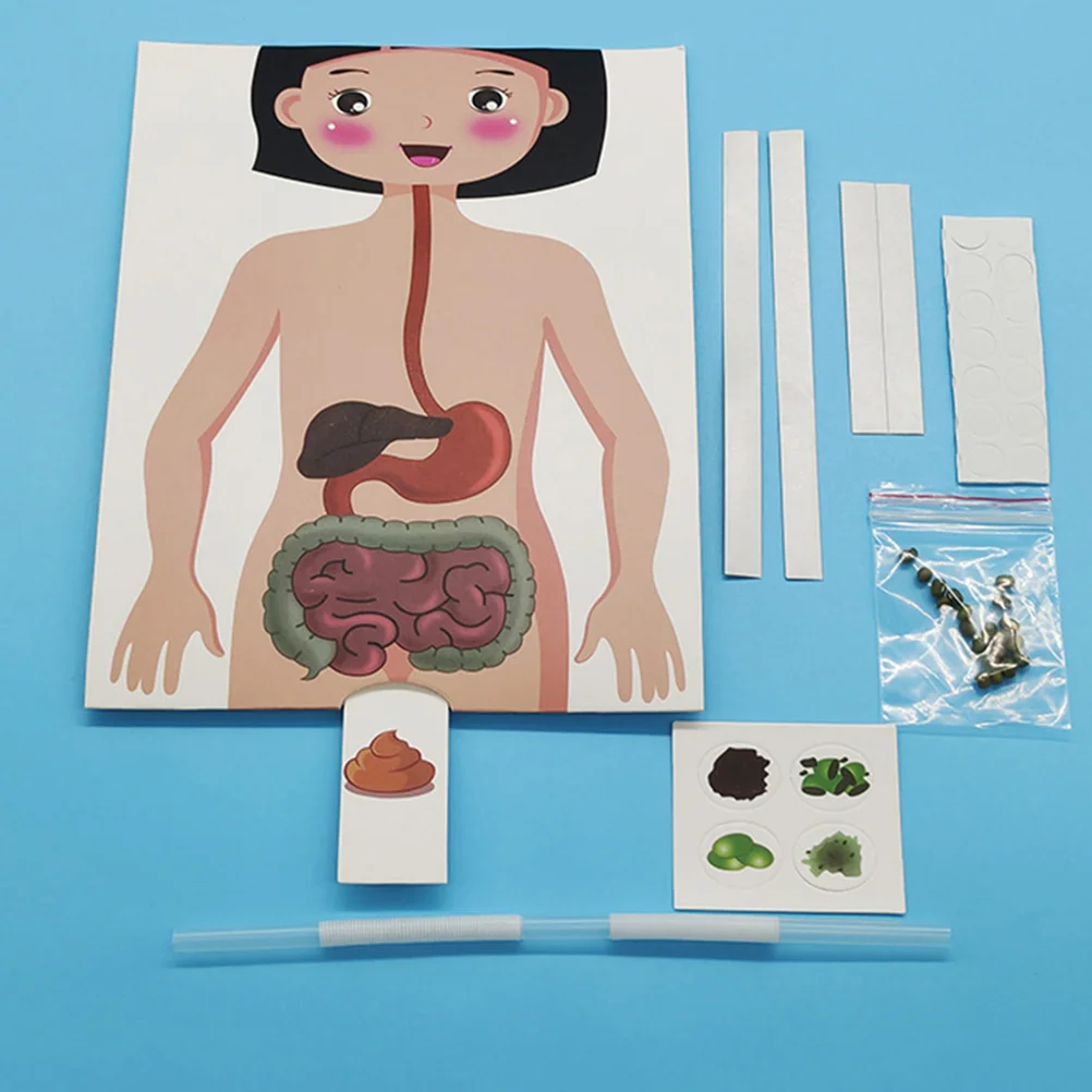 Kit d'expérimentation scientifique pour enfants, modèle de système digestif, nourriture humaine, modèles en plastique, simulation pour enfants, fournitures de bricolage, 2 ensembles