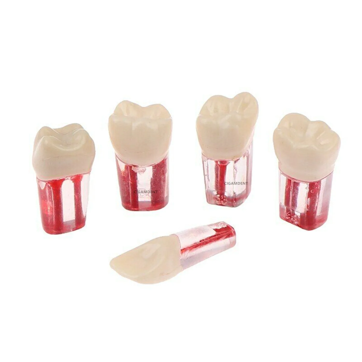 Arquivos Rotativos Endodônticos Dentais, Modelo De Estudo De Dentes, Bloco De Treinamento De Blocos Endo, Arquivo De Canal Radicular, Prática De Dentes