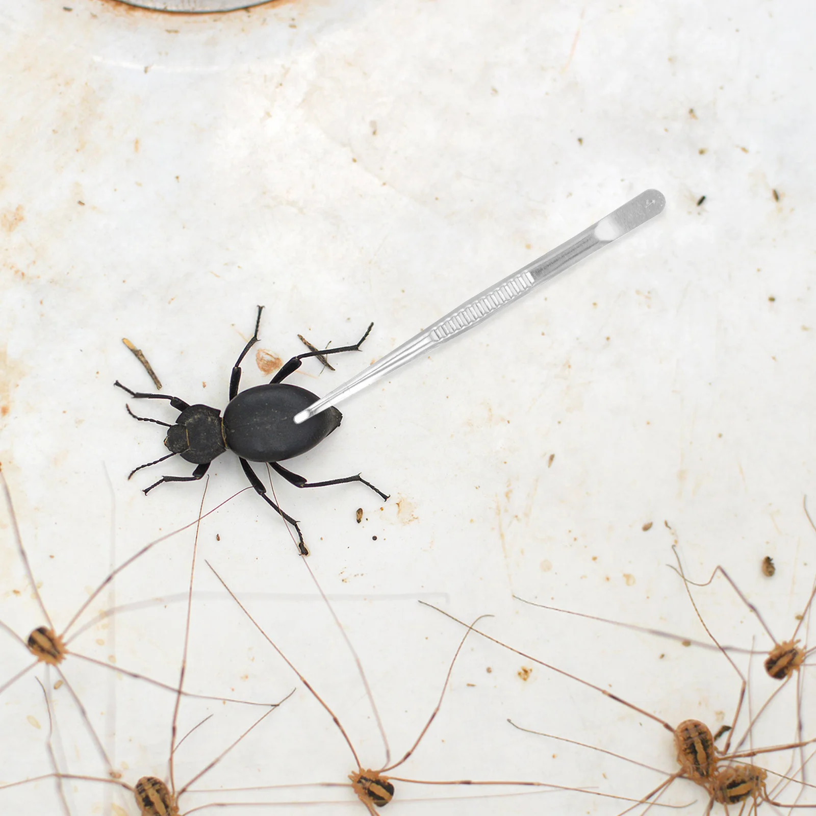 

Пинцет для насекомых из нержавеющей стали с тонким наконечником, эргономичная ручка, для коллекционирования марок, демонстрации образцов, хобби, ручной инструмент