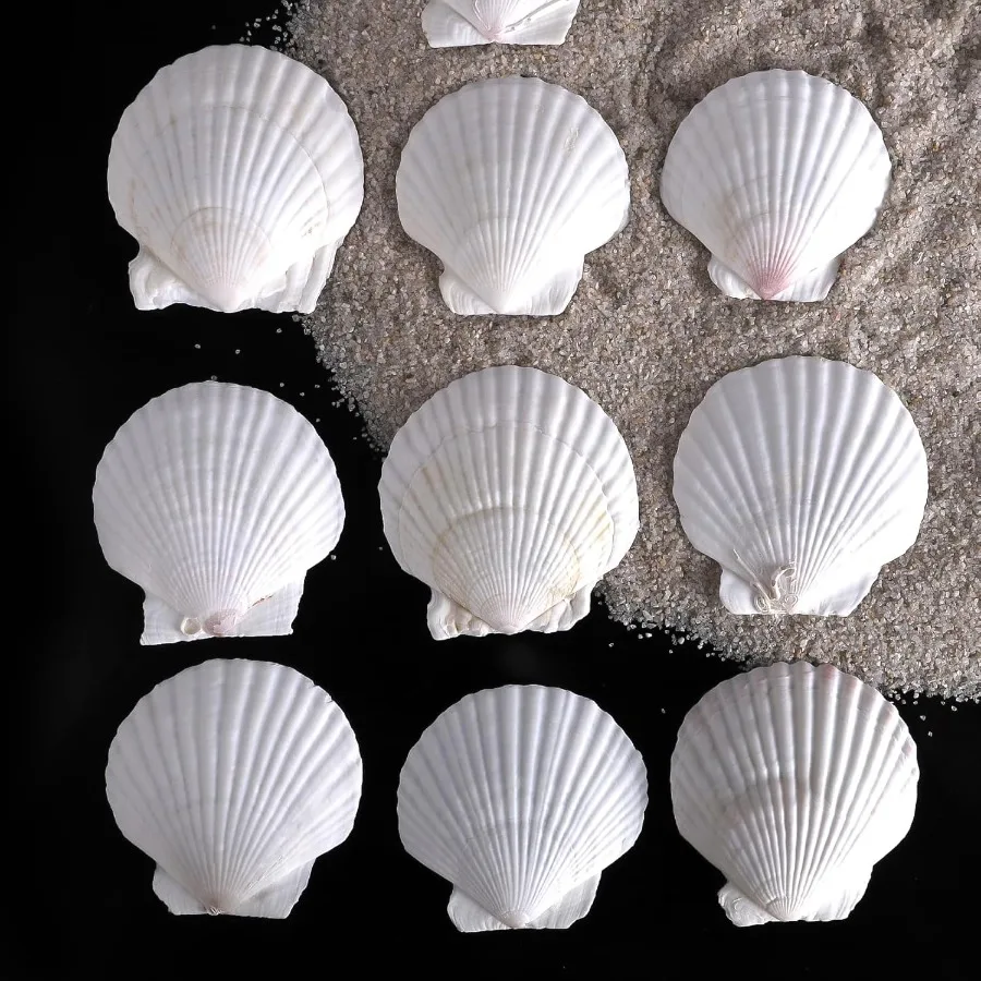 10 PCS 4-5 Inch Natural White Large Scallop Shells Sea Shells for DIY Craft Home Décor