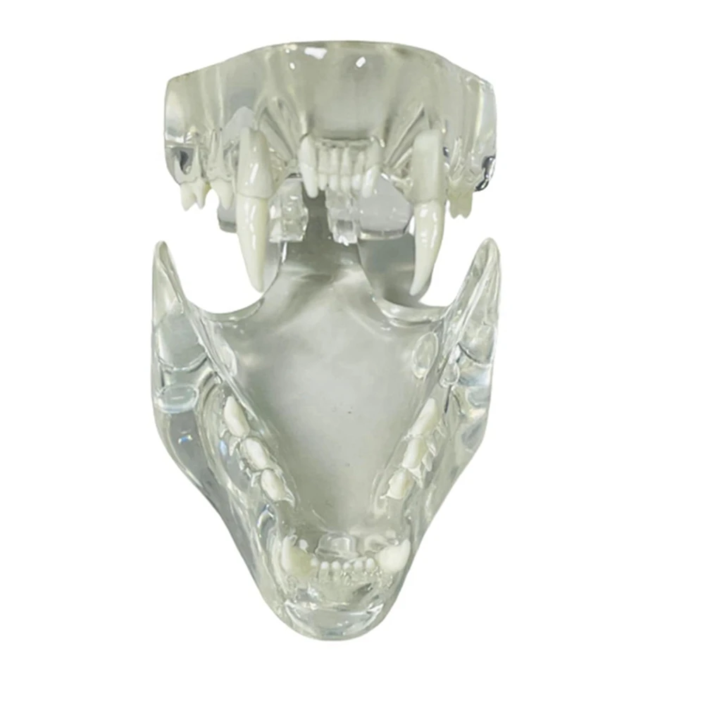 Dientes caninos transparentes, modelo anatómico, animales, mandíbula de diente Oral para herramienta educativa veterinaria