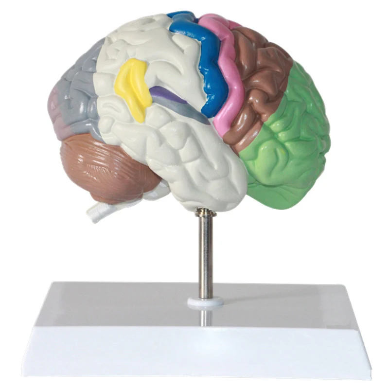 

1:1 Life Size Human Functional Area Anatomy Human Brain Model Anatomical Medicine Teaching Supply Tools