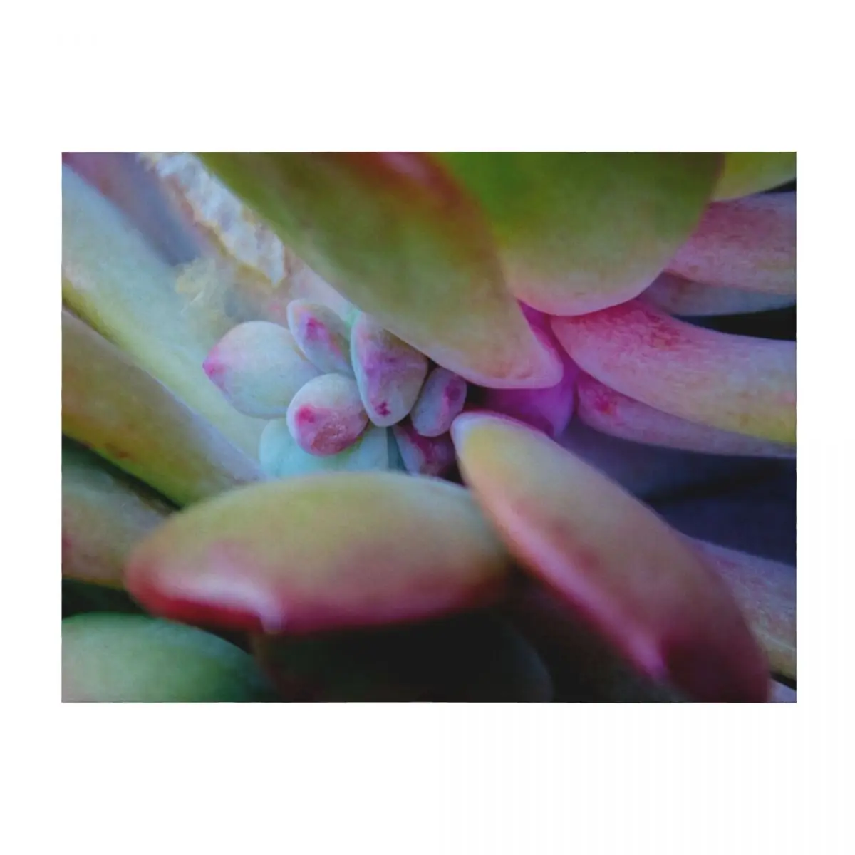 

succulent detail Throw Blanket Furrys Bed covers Nap Thermals For Travel Blankets