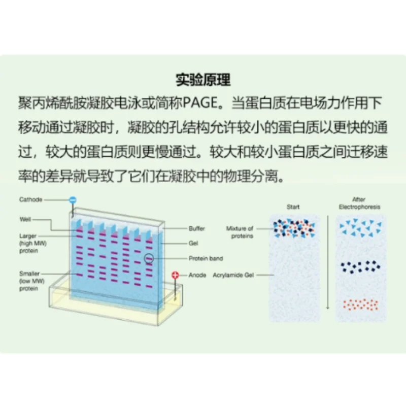 

10010745 Аксессуары для электрофореза Зажим для сердечника электрода Боковой зажим