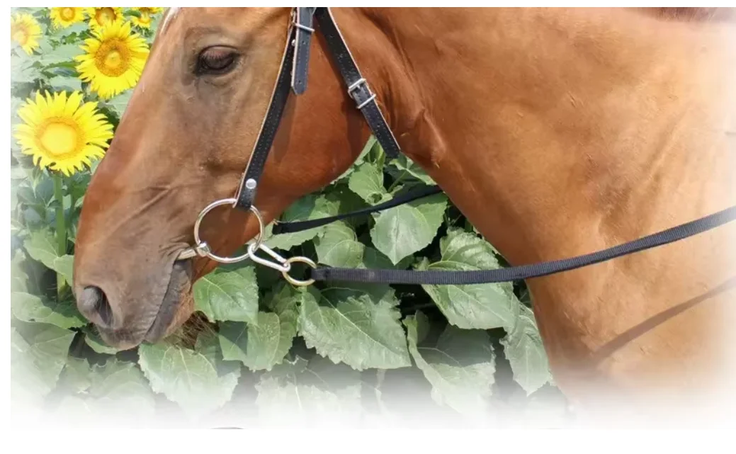 135mm Rvs Paard Gag Bit Chew Harnas Taffle Bite Losse Ovale Link Mondstuk Paard Training Paardensport Apparatuur