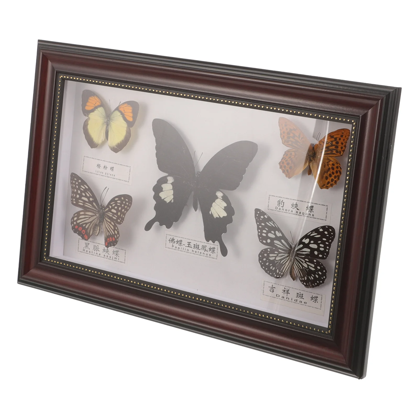 Real Butterflies Specimen Frame Wall Hanging Decor Butterfly Photo Display Frame Home Party Craft Wooden Sturdy Practical