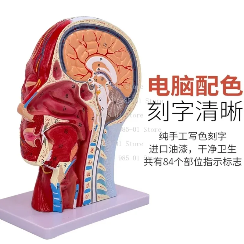 Human anatomical model of half head and face, medical neck section for anatomy study