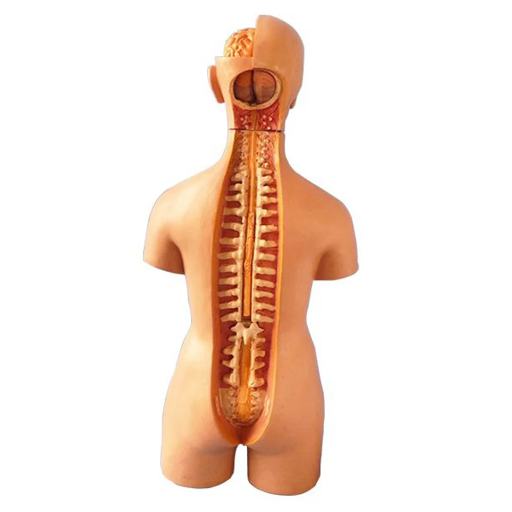 19Parts Medical Human Torso Model Assembled Anatomy Body Bisexual Anatomical Models Assembly Science Educational Toys 55cm