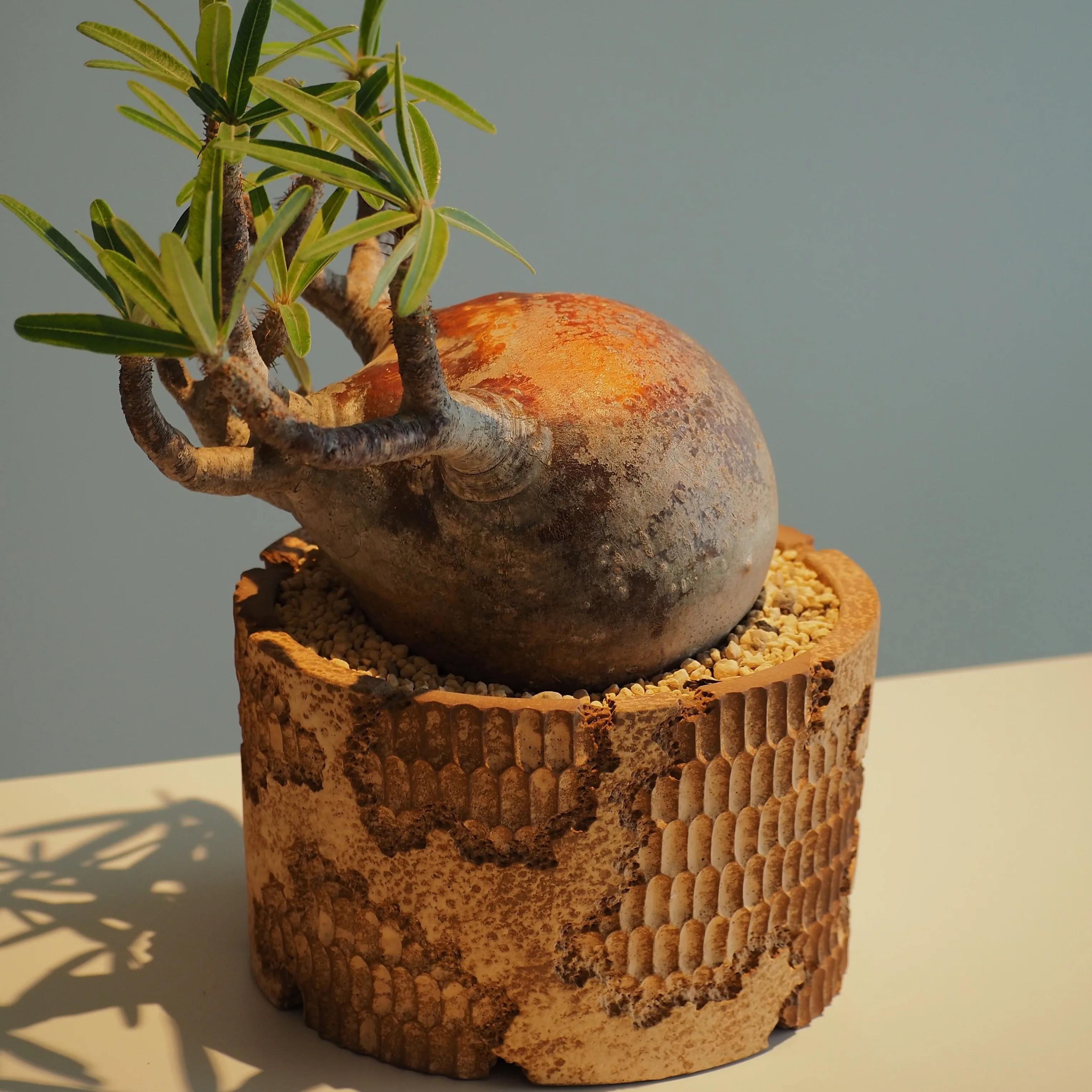 Artistic Hand Carved Ceramic Straight Cylinder Caudex Plant Pot for Pachypodium Agave And Cactus - Unique Planter Design
