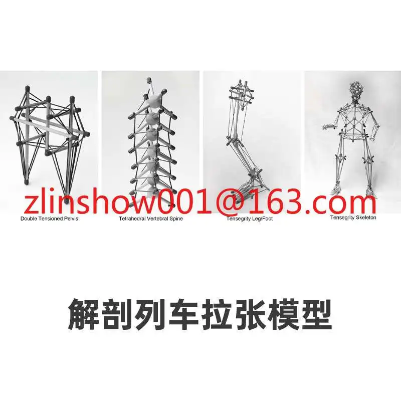 Anatomy Train Pelvic Tension Model Structural Rehabilitation Fascia Tension Teaching Aids Demonstration Teaching Aids Props