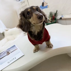 Jersey cálido para perro salchicha: abrigo de invierno muy suave