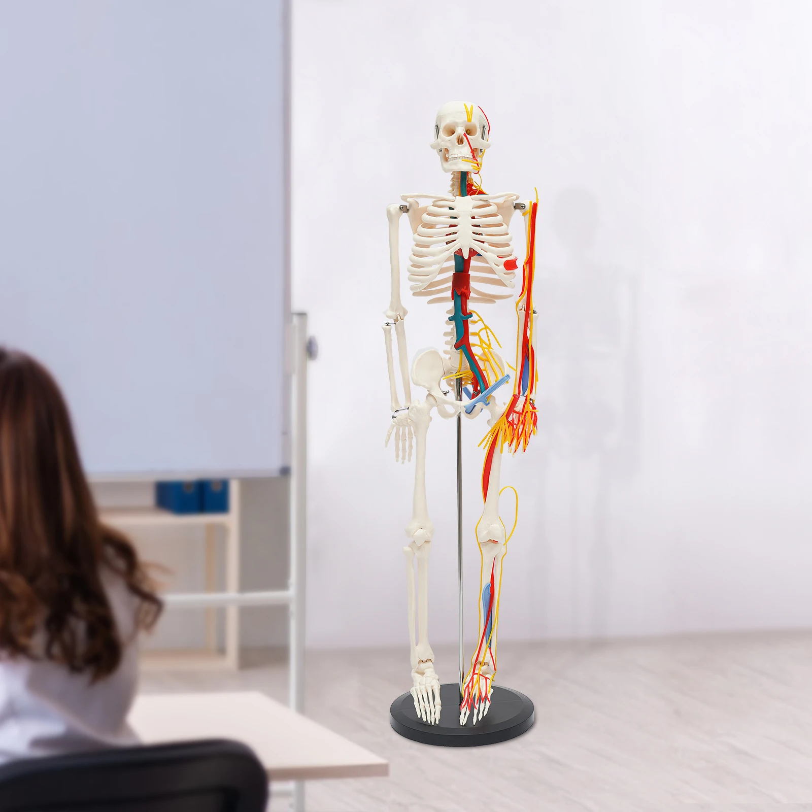 For Teaching Model 34" Model Skeleton Anatomical Human Anatomy Medical Stand Set